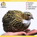 Jonge Japanse Kwartels - Hennen - Handtamme kwartels te Koop, Meerdere dieren, Overige soorten