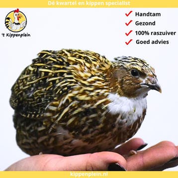 Jonge Japanse Kwartels - Hennen - Handtamme kwartels te Koop, Meerdere dieren, Overige soorten