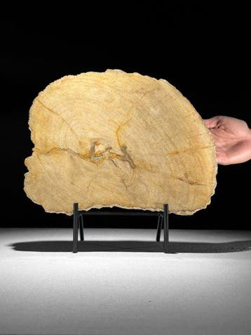 C - Prachtige grote plak versteend hout op een maatwerk