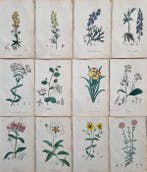 Felice Cassone (1815/ 1854) - Lot. of 12 sheets - Flora