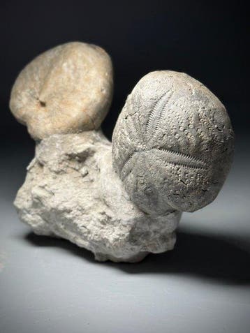 Amazing Rare echinoïde gemonteerd op matrix -