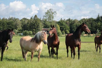 Paardenrusthuis, uitloop stal Paarden en Ponys