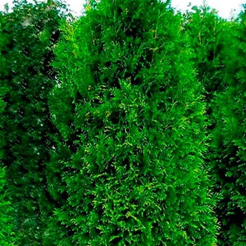 Thuja King of Brabant container (C4) Levensboom, Coniferen, Verzenden, Conifeer, Struik
