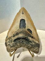 Megalodon - Fossiele tand - Carcharocles megalodon - 11.2 cm, Verzamelen, Mineralen en Fossielen
