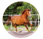 8 Paarden cupcake wrappers en 8 cupcake toppers, Verzenden, Nieuw, Cupcakes, Versiering