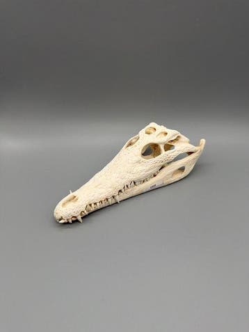 Nijlkrokodil Schedel - Crocodylus niloticus - 7 cm - 11 cm -, Nieuw