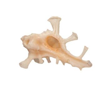 Homalocantha zamboi 60mm | Zeldzame stekelslak - Groot, Nieuw