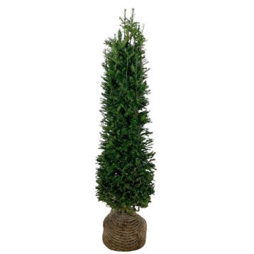 taxus baccata 100-120 - thuisbezorgd of afhalen, Taxus, Haag, 100 tot 250 cm