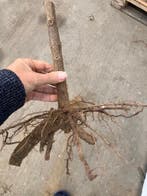 Paulownia boom | Shan tong | Corazon klimaatbomen Actie, Ophalen of Verzenden, Lente, Volle zon, Overige soorten