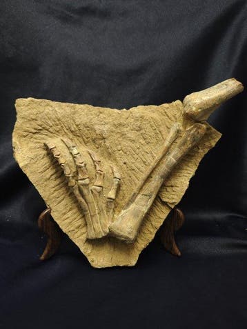 Fossiel bot - Psittacosaurus Hindlimb & Pes Fossil - 26 cm, Verzamelen