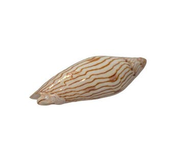 Turners Spiraalslak: Amoria turneri (65 mm) – Makelloses, Nieuw