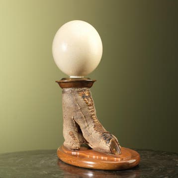 Struisvogel Poot met Ei Taxidermie Opgezette Dieren By Max, Verzamelen, Dierenverzamelingen, Ophalen of Verzenden, Nieuw, Vogel