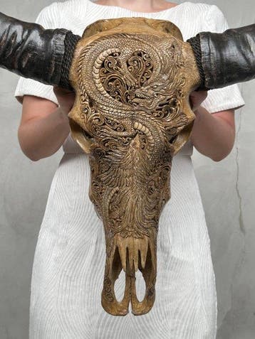 C- Grote bruine waterbuffelschedel, met de hand gesneden -