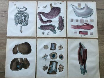 P. S. Duval (XIX) - A Series of Anatomical Plates, anatomie
