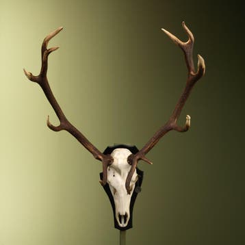 Edelhert Gewei Taxidermie Opgezette Dieren By Max, Verzamelen, Dierenverzamelingen, Ophalen of Verzenden, Nieuw, Wild dier, Opgezet dier