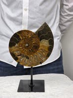 Ammoniet - Gefossiliseerd dier - Aioloceras (Cleoniceras)