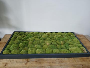 Nieuwkoop mosschilderij, 120 x 60 x 6 cm, Ophalen, Nieuw