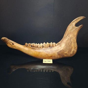 Steppebison - kaak - Fossiel bot - Bison priscus - 23 cm -