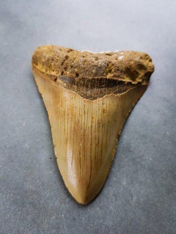Megalodon - Fossiele tand - 117 mm - 84 mm, Verzamelen, Mineralen en Fossielen