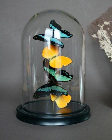 Vlinder Taxidermie volledige montage - Papilio Bromius x