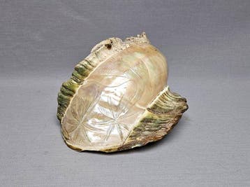 Groene tulbandslak Schelpdier - Turbo marmoratus (Zonder, Antiek en Kunst
