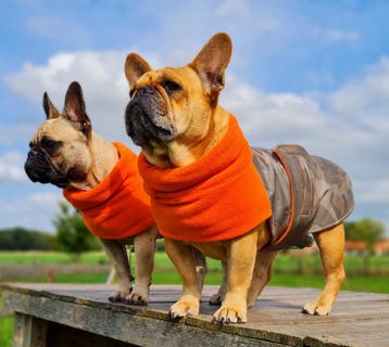 Caren B Hondenjas, Dieren en Toebehoren, Nieuw, Hondenjas