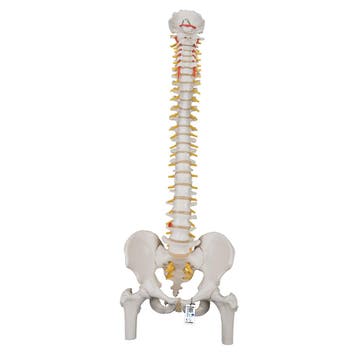 Anatomie model wervelkolom met femurkoppen, 83 cm, Nieuw