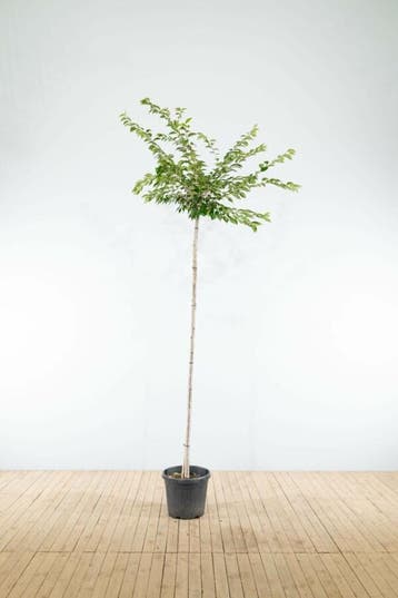 Prunus x subhirtella Autumnalis hoogstam 10/12 225cm stam