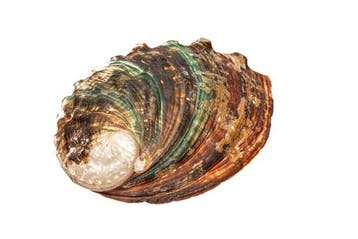 Japanse abalone Skelet - Haliotis discus hannai - 0 cm - 0, Nieuw