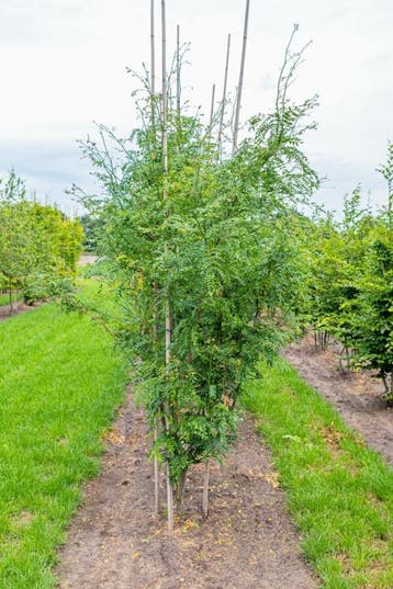Gleditsia triacanthos Skyline meerstammig