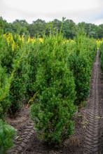 Taxus media Hicksii 150-175 met kluit, Ophalen, Conifeer, Haag, 100 tot 250 cm