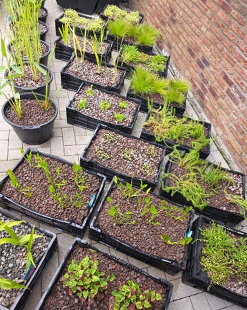 Vijverplanten en Waterplanten | Ruime keuze in Wintelre, Nieuw