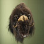 Muskusos Taxidermie Opgezette Dieren By Max, Ophalen of Verzenden, Nieuw, Wild dier, Opgezet dier