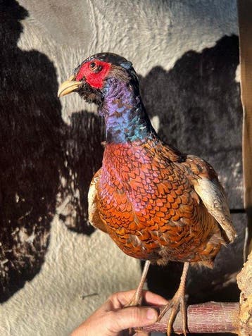 Fazant Taxidermie volledige montage - Phasianus colchicus -, Nieuw