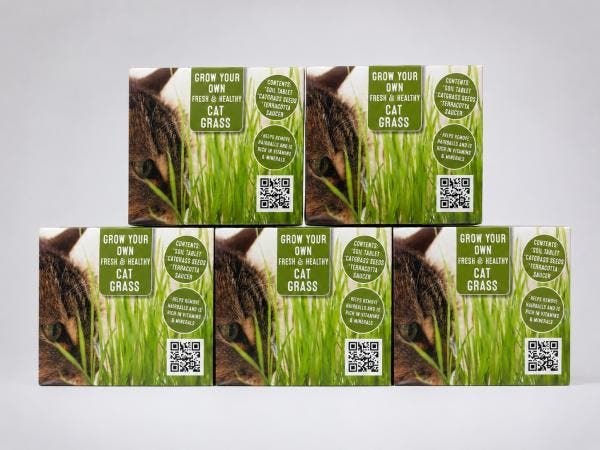 Veiling - 5x Katten Gras Kweekset Cat Grass, Dieren en Toebehoren, Katten-accessoires