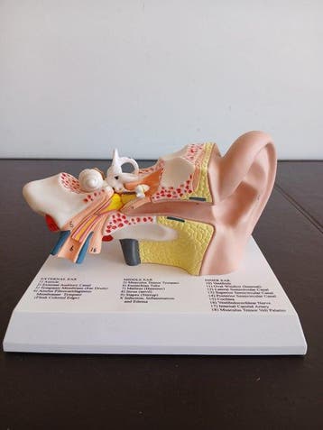 Anatomisch model - Plastic - 2010-2020 - Geen reserveprijs!