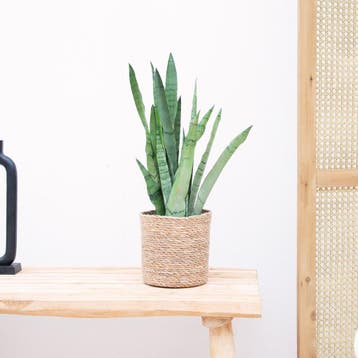 Green Bubble - Sansevieria Zeylanica - 45cm - Ø12 cm, Ophalen of Verzenden