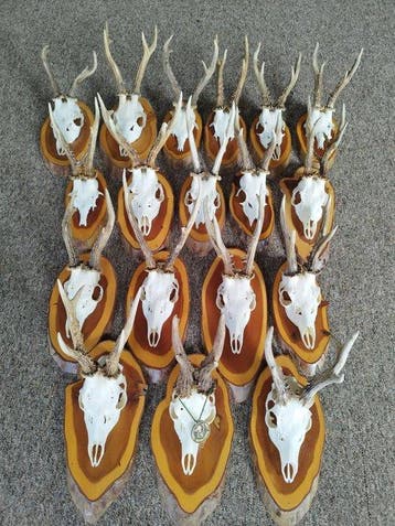 Reebok Gewei - Capreolus capreolus - 25 cm - 15 cm - 20 cm-, Nieuw