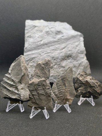 Varen - Gefossiliseerde plant (Zonder minimumprijs)