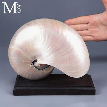 Grote iriserende parelmoeren nautilus - Nautilus, Nieuw