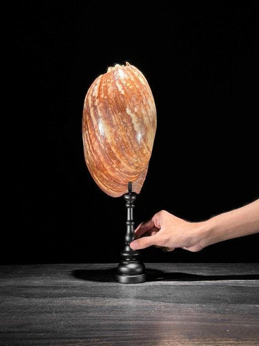 Melo amfoor schelp op een aangepaste standaard Zeeschelp -, Antiek en Kunst, Kunst | Designobjecten
