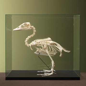Booteend Skelet Taxidermie Opgezette Dieren By Max, Ophalen of Verzenden, Nieuw, Vogel, Opgezet dier