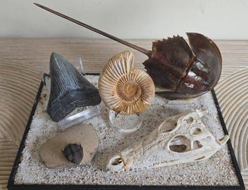 Collectie met dierenthema - Natural History Collection /, Antiek en Kunst, Curiosa en Brocante