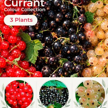 Bessen Kleurencollectie – 3 Planten, Verzenden