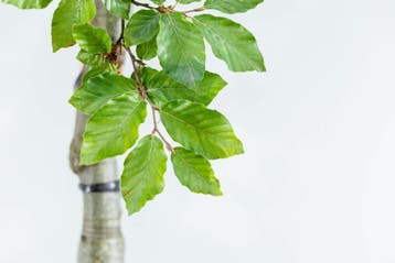 Fagus sylvatica meerstammig 400-450