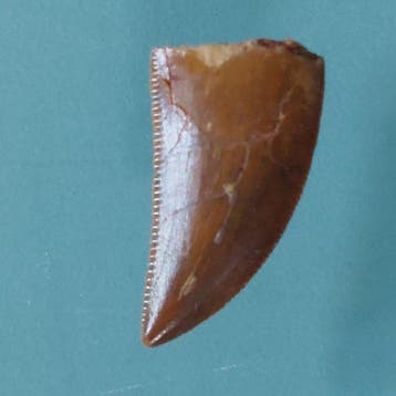 Dinosaurus - Fossiele tand - Abelisaurus - 17 mm - 9 mm