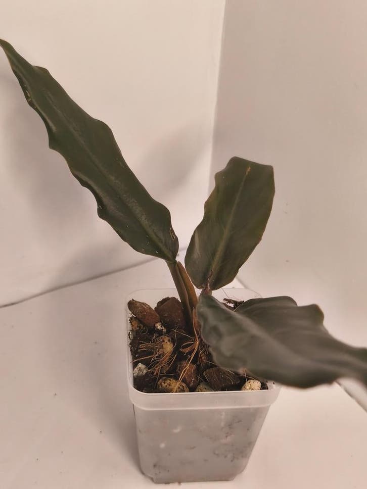 Philodendron Bipinnatifidum Choco Empress #1, Huis en Inrichting, Kamerplanten, Verzenden