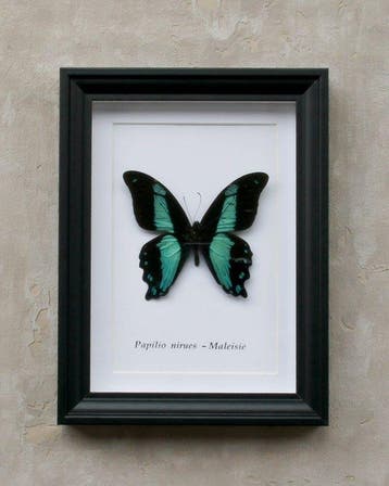 Vlinder Taxidermie volledige montage - papilio nirues - 20.5, Nieuw