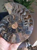 Ammoniet - Gefossiliseerde schelp - cleoniceras - 19 cm - 16