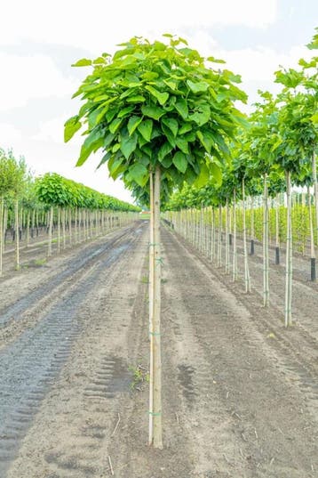Catalpa bignonioides Nana hoogstam 10/12 225cm stam